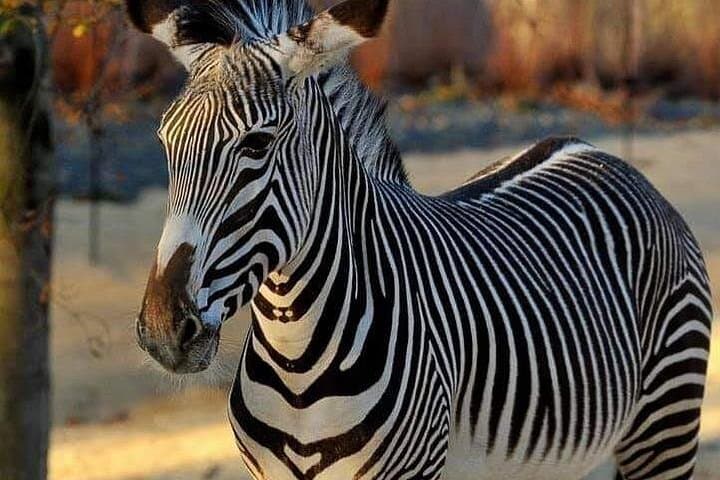 Private Friguia Park & Hammamet Medina Excursion from Tunis — Wildlife Park Visit photo 3
