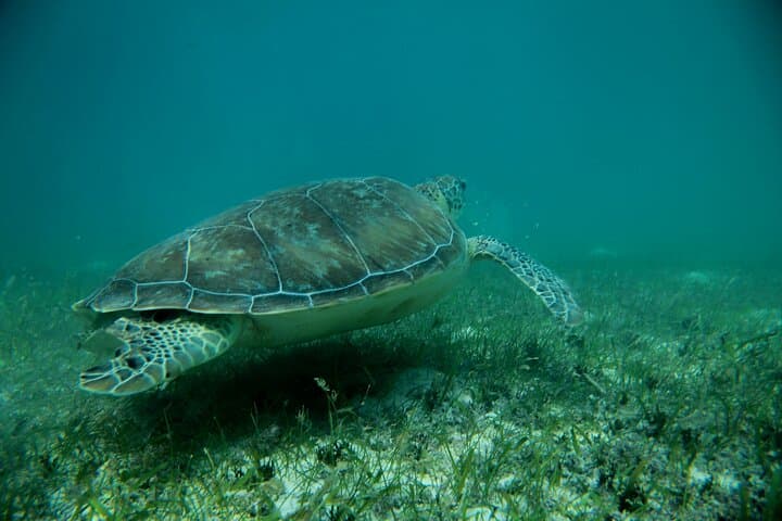 Tulum ruins and Akumal snorkeling: swim with turtles and explore a cenote photo 5