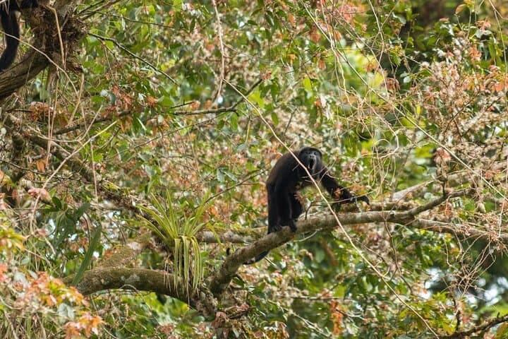Arenal Volcano River Safari, La Fortuna Waterfall & Volcano Hike photo 6