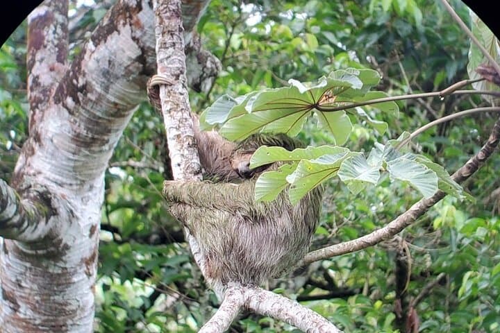 Arenal 2-in-1: Hanging Bridges, Waterfall & Volcano Hike with Hot Springs Option photo 4
