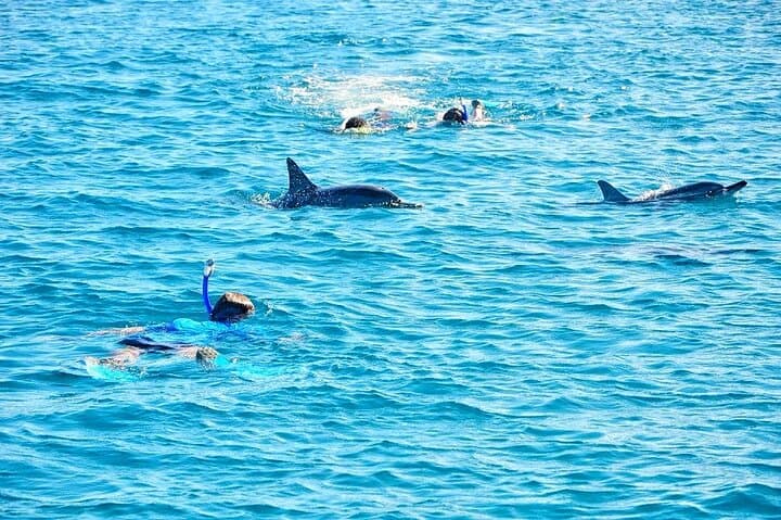 Mauritius Ultimate Day: Swim with Wild Dolphins, Macondé Viewpoint & La Vallée des Couleurs photo 6