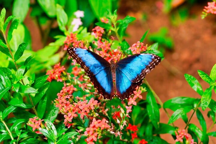 Monteverde Cloud Forest Hanging Bridges, Zipline & Butterfly Garden Adventure photo 2