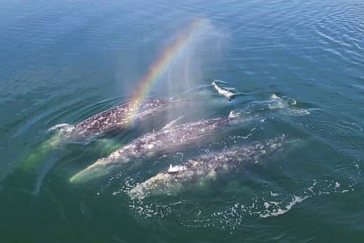 Cabo San Lucas Whale Watching Cruise: Breakfast, Open Bar & Land's End Views photo 4