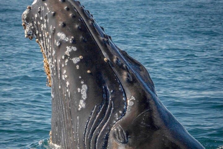 Cabo San Lucas Whale Watching with Hydrophones — Hear Humpbacks Up Close photo 4