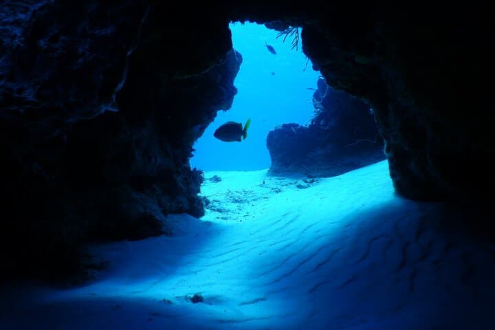Two-Tank Cozumel Wall Dives — Ferry to UNESCO Reef photo 3