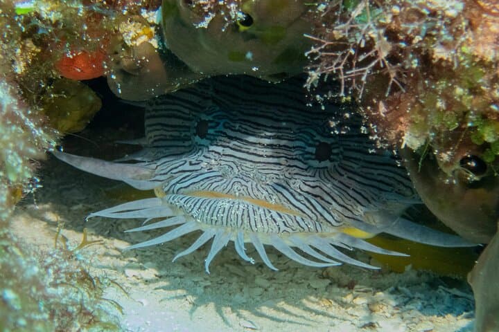 Two-Tank Cozumel Wall Dives — Ferry to UNESCO Reef photo 4