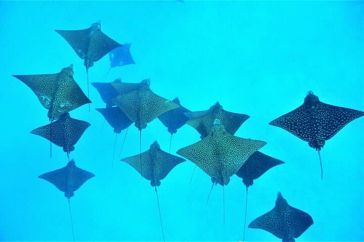 Bora Bora Private Dream Day: Reef Snorkel, Motu Lunch & Sunset Cruise photo 5
