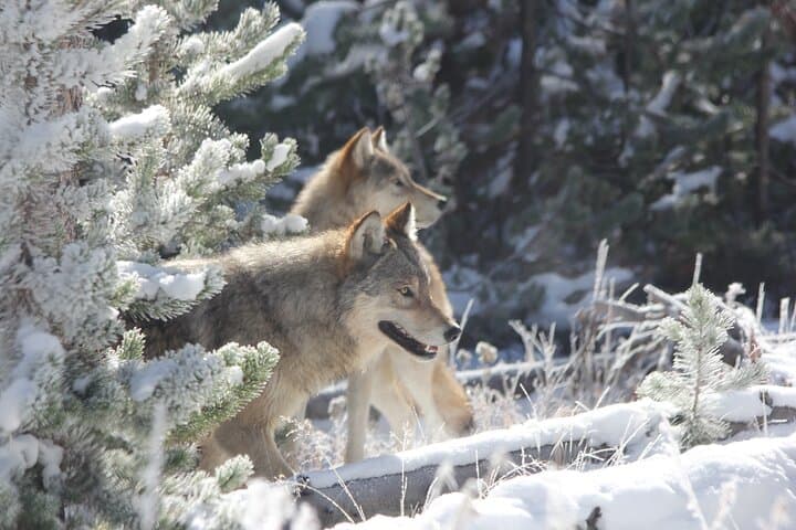 Yellowstone Winter Wolf & Wildlife Private Tour from Gardiner, MT