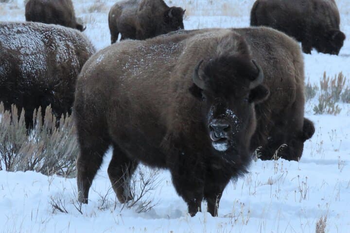 Yellowstone Winter Wolf & Wildlife Private Tour from Gardiner, MT photo 2