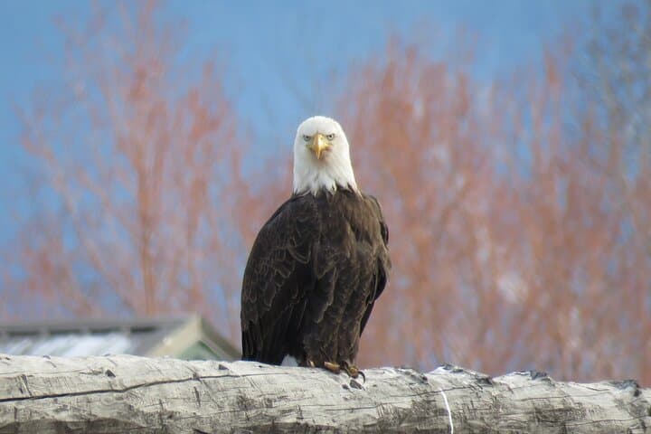 Yellowstone Winter Wolf & Wildlife Private Tour from Gardiner, MT photo 3