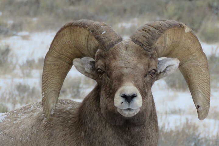 Yellowstone Winter Wolf & Wildlife Private Tour from Gardiner, MT photo 4