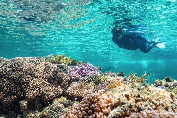 Rottnest Island Guided Snorkel Boat Experience — Best Half-Day Snorkel Tour photo 3