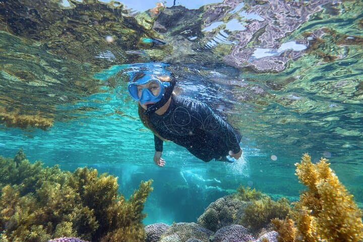 Rottnest Island Guided Snorkel Boat Experience — Best Half-Day Snorkel Tour photo 2