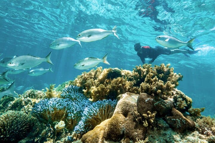 Rottnest Island Guided Snorkel Boat Experience — Best Half-Day Snorkel Tour photo 4