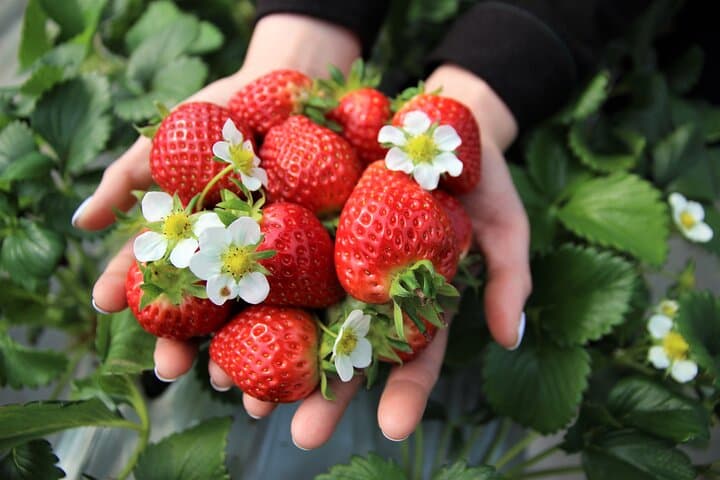 Seoul Winter Day Trip: Eobi Ice Valley, Strawberry Picking & Vivaldi Park Sledding photo 2