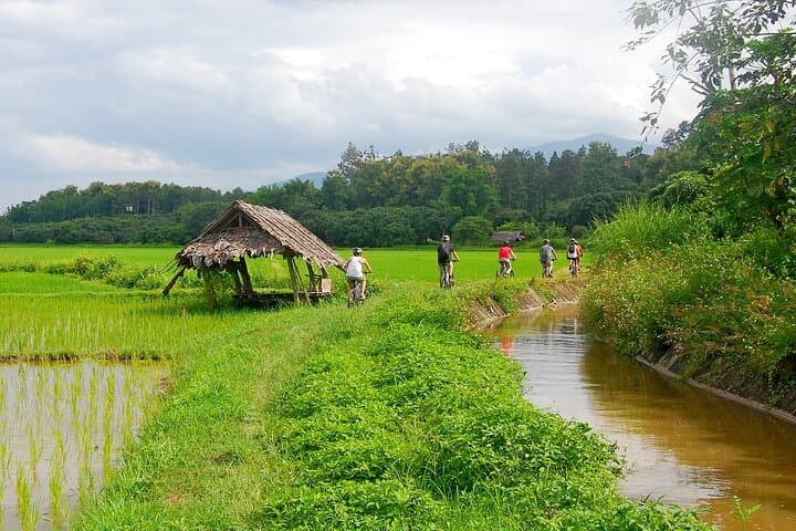 Chiang Mai Rice Fields Biking Tour in the Mae Ping Valley