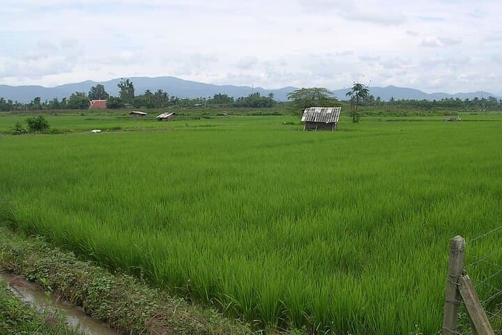 Chiang Mai Rice Fields Biking Tour in the Mae Ping Valley photo 6