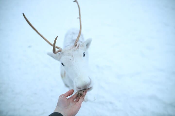 Rovaniemi Reindeer Farm Visit & Short Sledge Ride — Meet the Herd and Learn Sámi Traditions