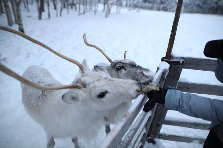 Rovaniemi Reindeer Farm Visit & Short Sledge Ride — Meet the Herd and Learn Sámi Traditions photo 2