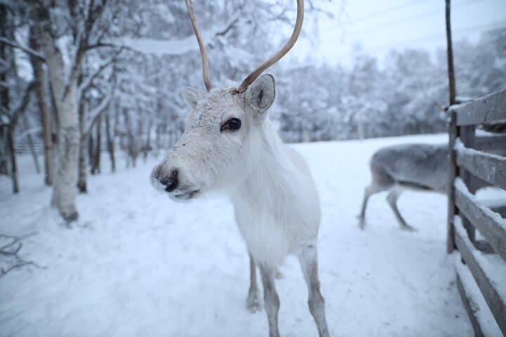 Rovaniemi Reindeer Farm Visit & Short Sledge Ride — Meet the Herd and Learn Sámi Traditions photo 3