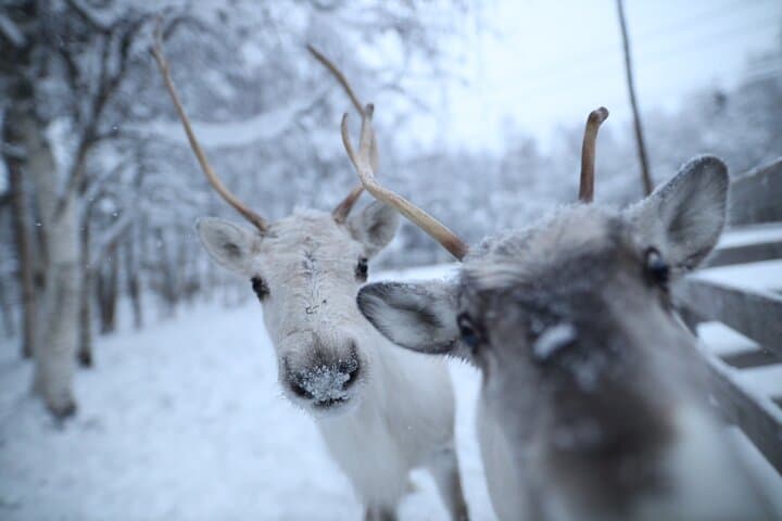 Rovaniemi Reindeer Farm Visit & Short Sledge Ride — Meet the Herd and Learn Sámi Traditions photo 4