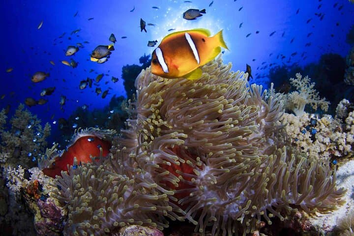 Glass-Bottom Boat to Sharm’s Coral Gardens: A Red Sea Submarine Experience