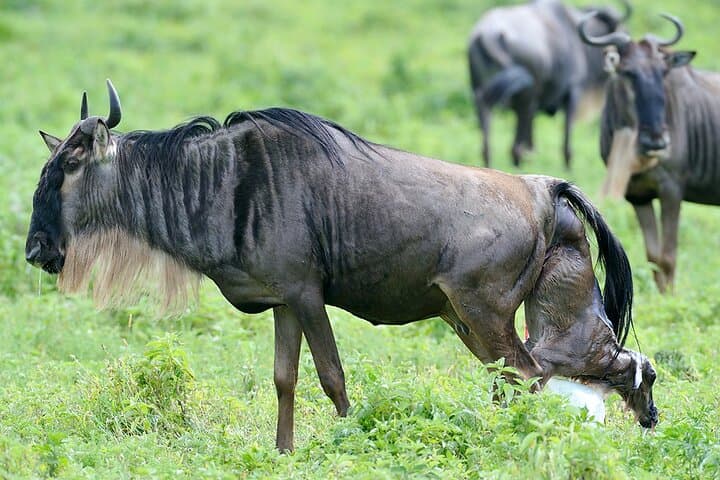 5-Day Budget Lodge Safari: Serengeti, Ngorongoro & Tarangire photo 3