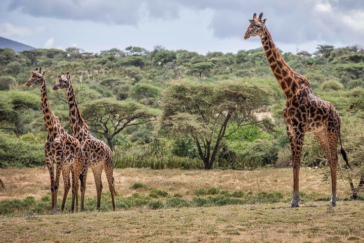 5-Day Budget Lodge Safari: Serengeti, Ngorongoro & Tarangire photo 4