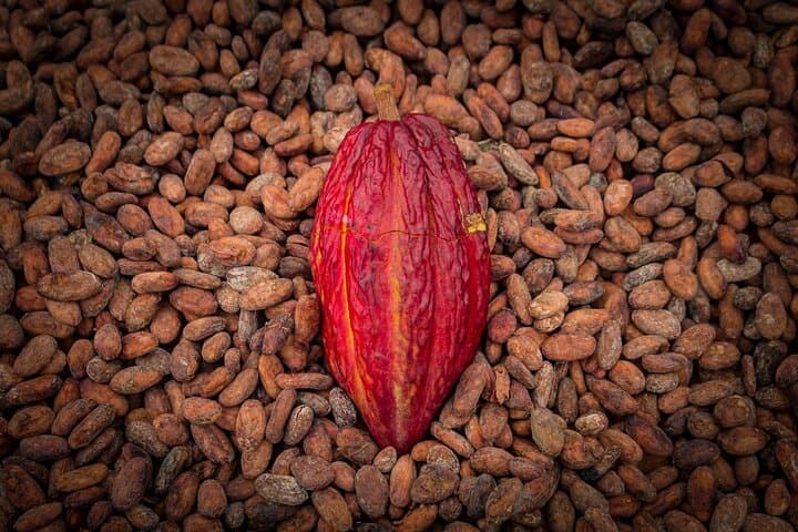 Howler Monkeys & Chocolate: Full-Day Trail and Cacao Farm Experience from Guayaquil photo 3