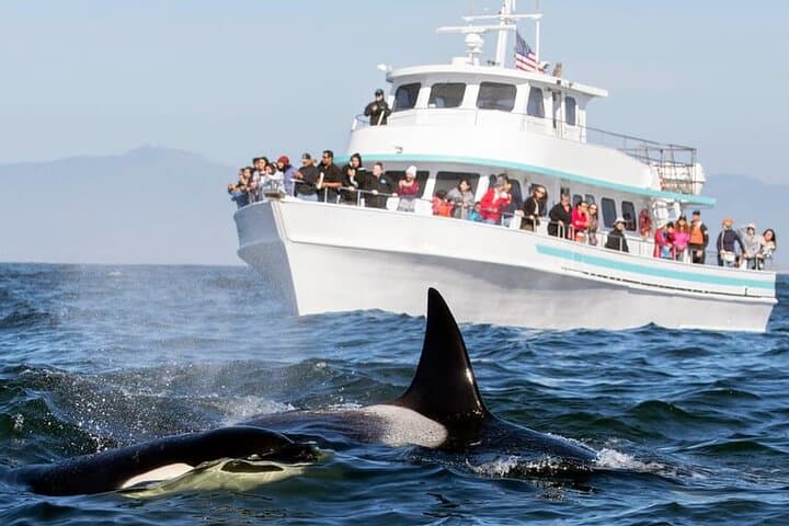 Mirissa Whale Watching and Turtle Hatchery Tour from Galle: Blue Whales, Dolphins & Hatcheries photo 3
