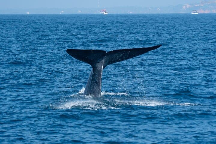 Mirissa Whale Watching and Turtle Hatchery Tour from Galle: Blue Whales, Dolphins & Hatcheries photo 4