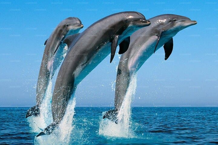 Mirissa Whale Watching and Turtle Hatchery Tour from Galle: Blue Whales, Dolphins & Hatcheries