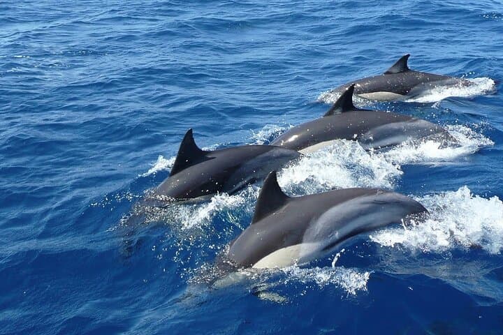 Mirissa Whale Watching and Turtle Hatchery Tour from Galle: Blue Whales, Dolphins & Hatcheries photo 5