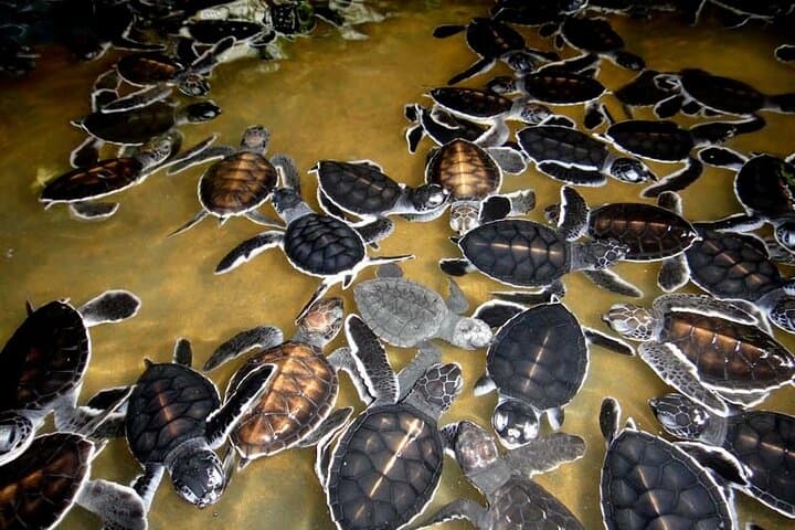 Mirissa Whale Watching and Turtle Hatchery Tour from Galle: Blue Whales, Dolphins & Hatcheries photo 2