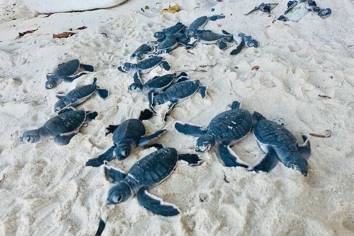 Mirissa Whale Watching and Turtle Hatchery Tour from Galle: Blue Whales, Dolphins & Hatcheries photo 6