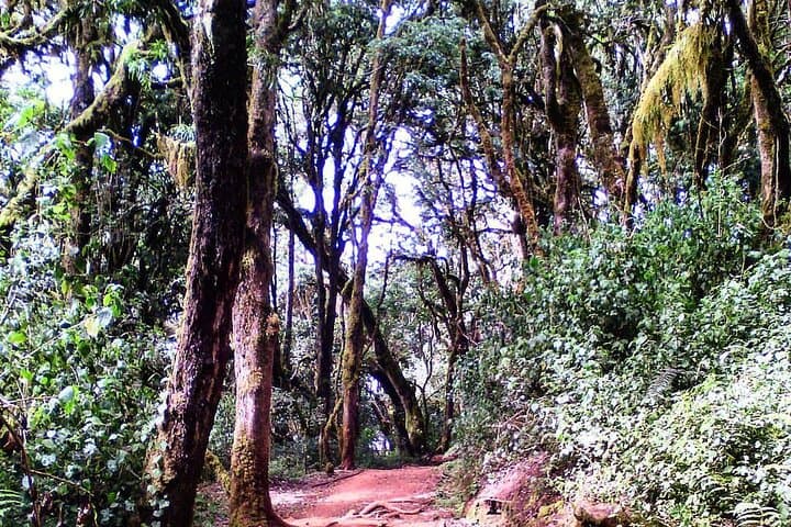 Two-Day Private Kilimanjaro Hike: Marangu Gate to Mandara Hut & Maundi Crater photo 4