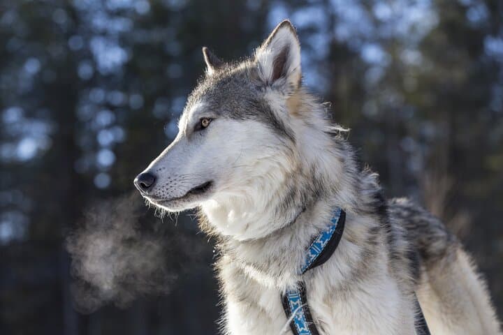 Arctic Wolf Extreme: Private Wolfdog Hike through Lapland's Wild Woods photo 2