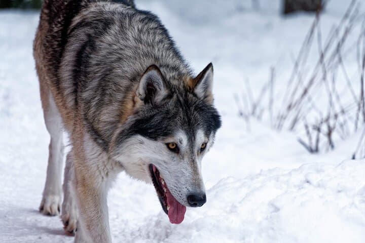 Arctic Wolf Extreme: Private Wolfdog Hike through Lapland's Wild Woods photo 4