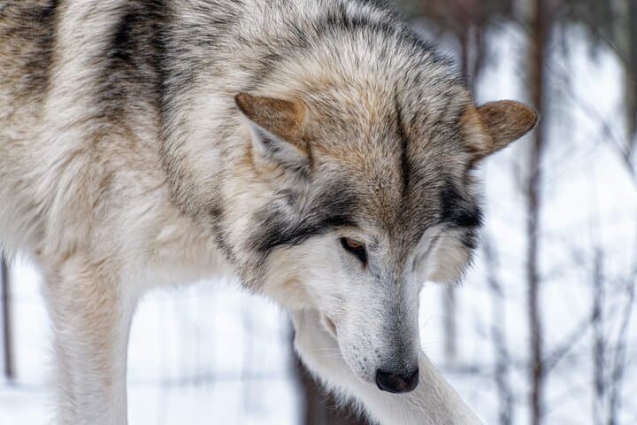 Arctic Wolf Extreme: Private Wolfdog Hike through Lapland's Wild Woods photo 3