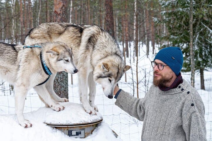 Arctic Wolf Extreme: Private Wolfdog Hike through Lapland's Wild Woods photo 6