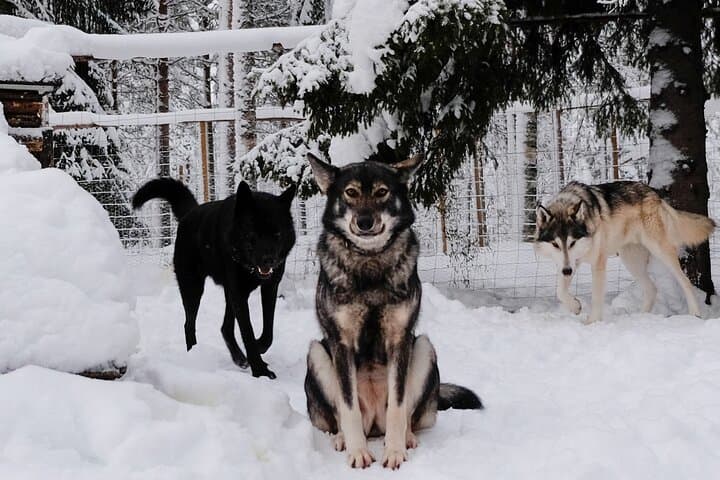 Arctic Wolf Extreme: Private Wolfdog Hike through Lapland's Wild Woods photo 5