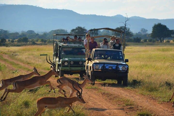 Coastal Wetlands to Big Five: 2-Day Safari from Durban to iSimangaliso & Hluhluwe-Imfolozi