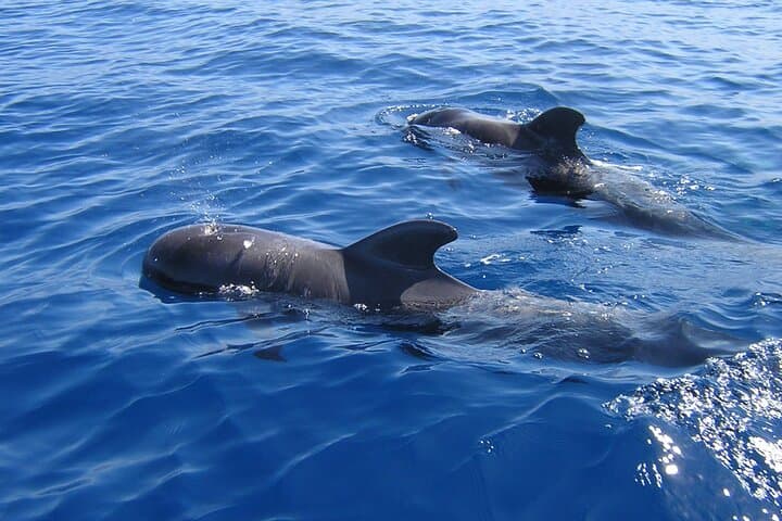 Eco-Yacht Whale & Dolphin Safari from Los Cristianos — Swim Stop Included photo 5