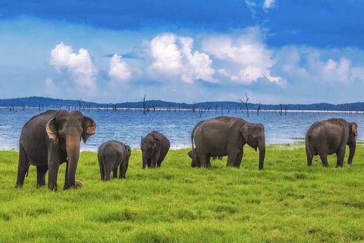 Kaudulla Jeep Safari: Watch Sri Lanka's Great Elephant Gathering