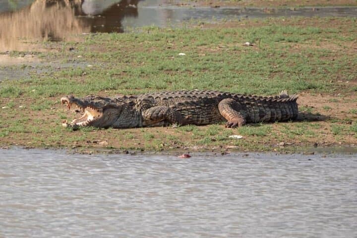Kaudulla Jeep Safari: Watch Sri Lanka's Great Elephant Gathering photo 2