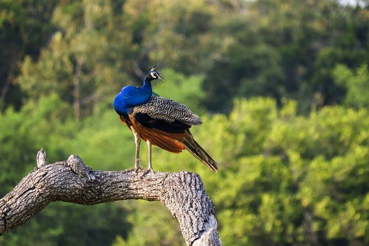 Kaudulla Jeep Safari: Watch Sri Lanka's Great Elephant Gathering photo 3