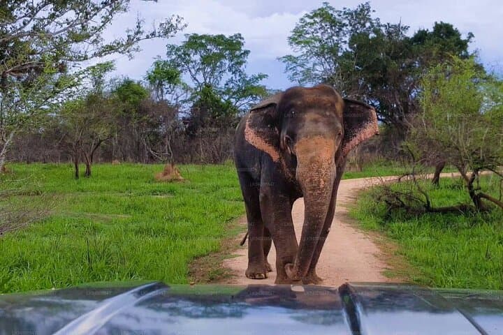 Kaudulla Jeep Safari: Watch Sri Lanka's Great Elephant Gathering photo 6