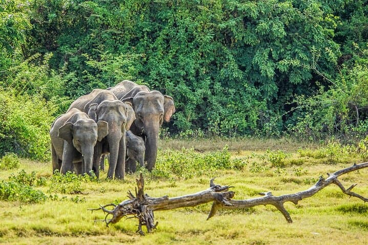 Kaudulla Jeep Safari: Watch Sri Lanka's Great Elephant Gathering photo 5
