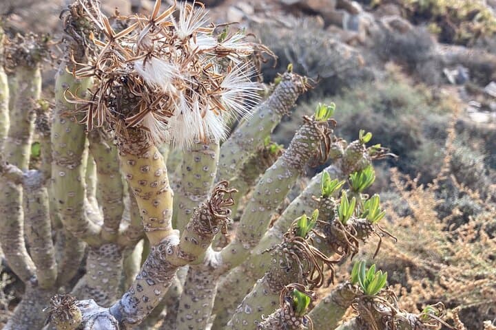 Ajuy and Las Peñitas: Hike the Wild West Coast of Fuerteventura photo 4