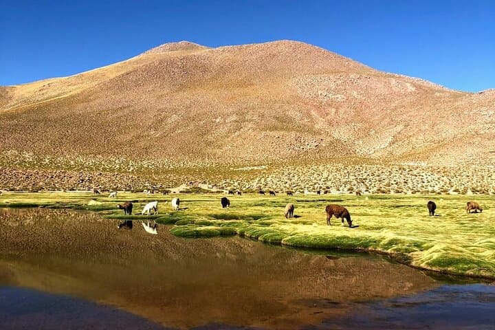 4-Day Atacama Highlights: Tatio Geysers, Cejar Lagoon & Rainbow Valley photo 4